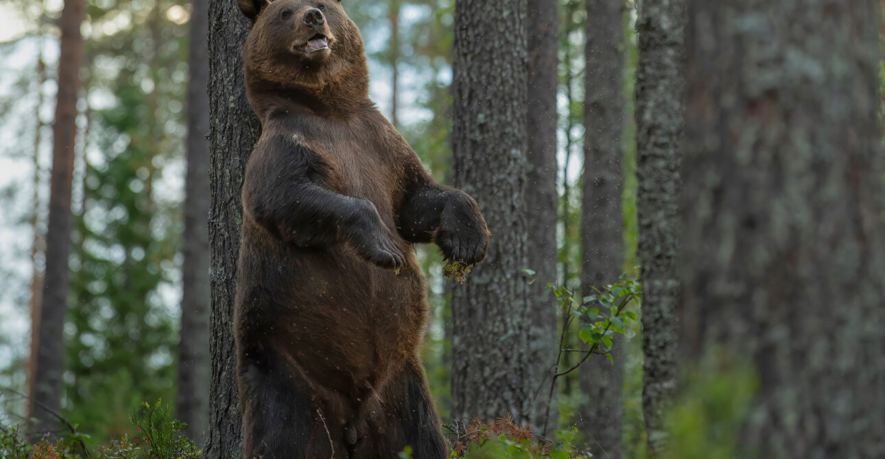 Why Do Brown Bears Rub Against Trees? Scent Marking Explained