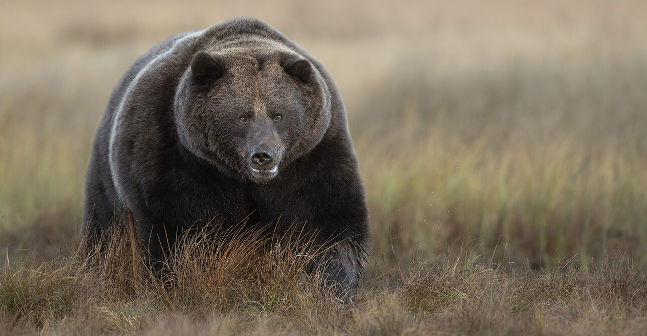 A Guide to Bear Watching in Finland