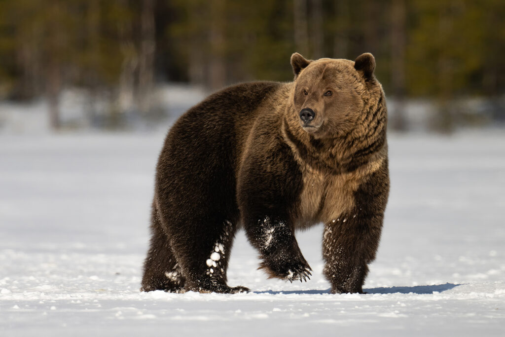 Brown bear walking on snow photographed on Natures Thrill spring wildlife photography tour in Finland