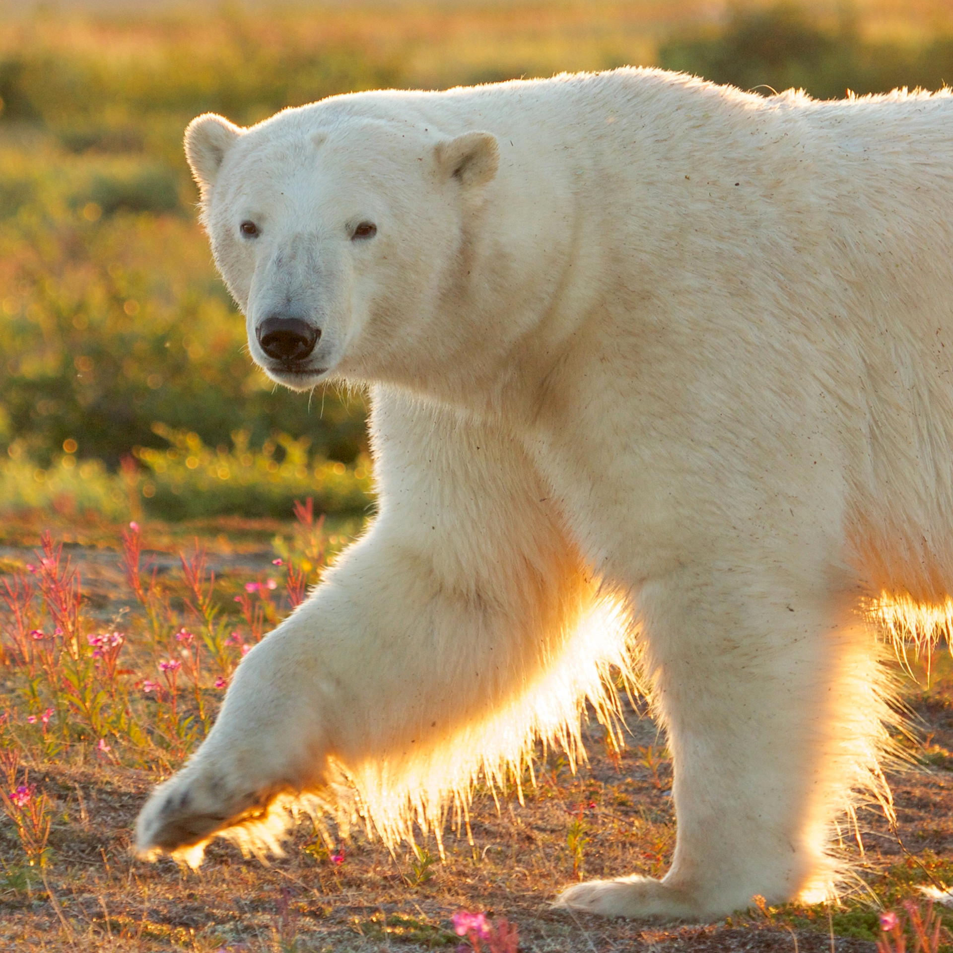 Polar bear walking through the tundra at sunset in Churchill