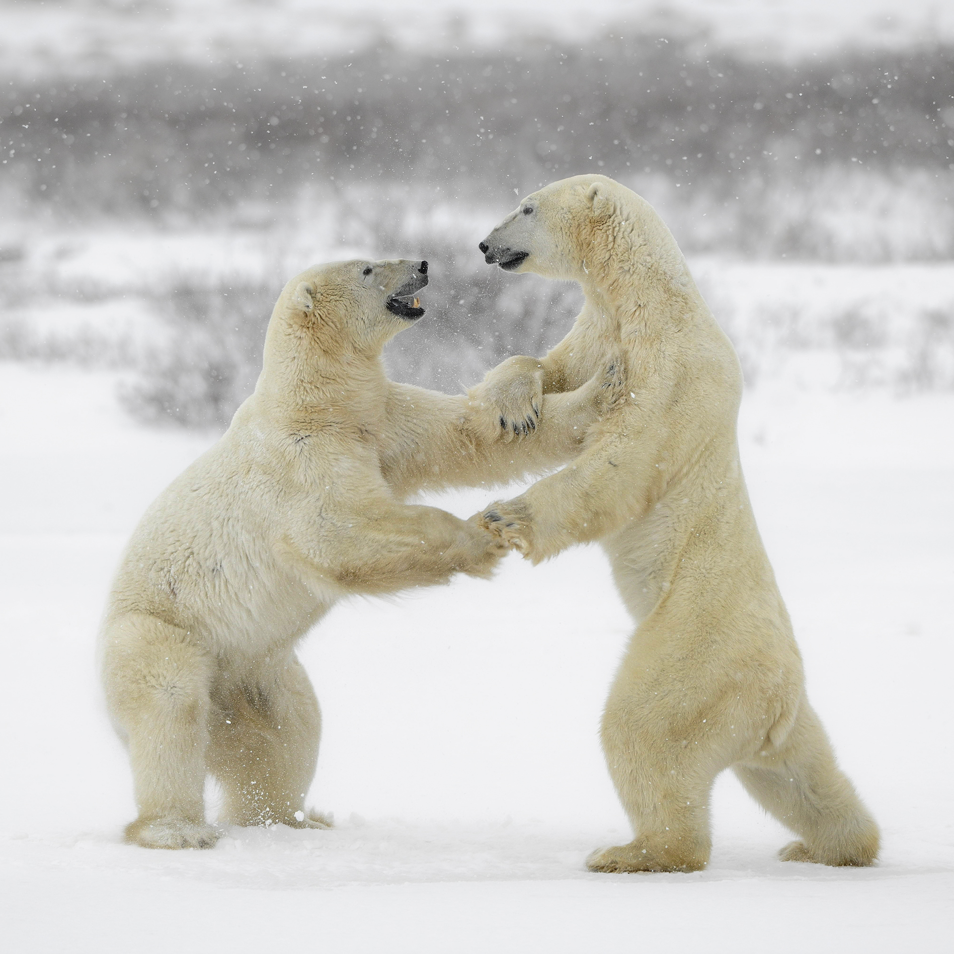 Two polar bears playfully wrestling in the snow in Churchill, Canada.