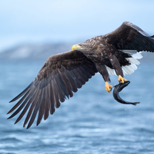 White-tailed eagle swooping low to snatch prey from fjord water