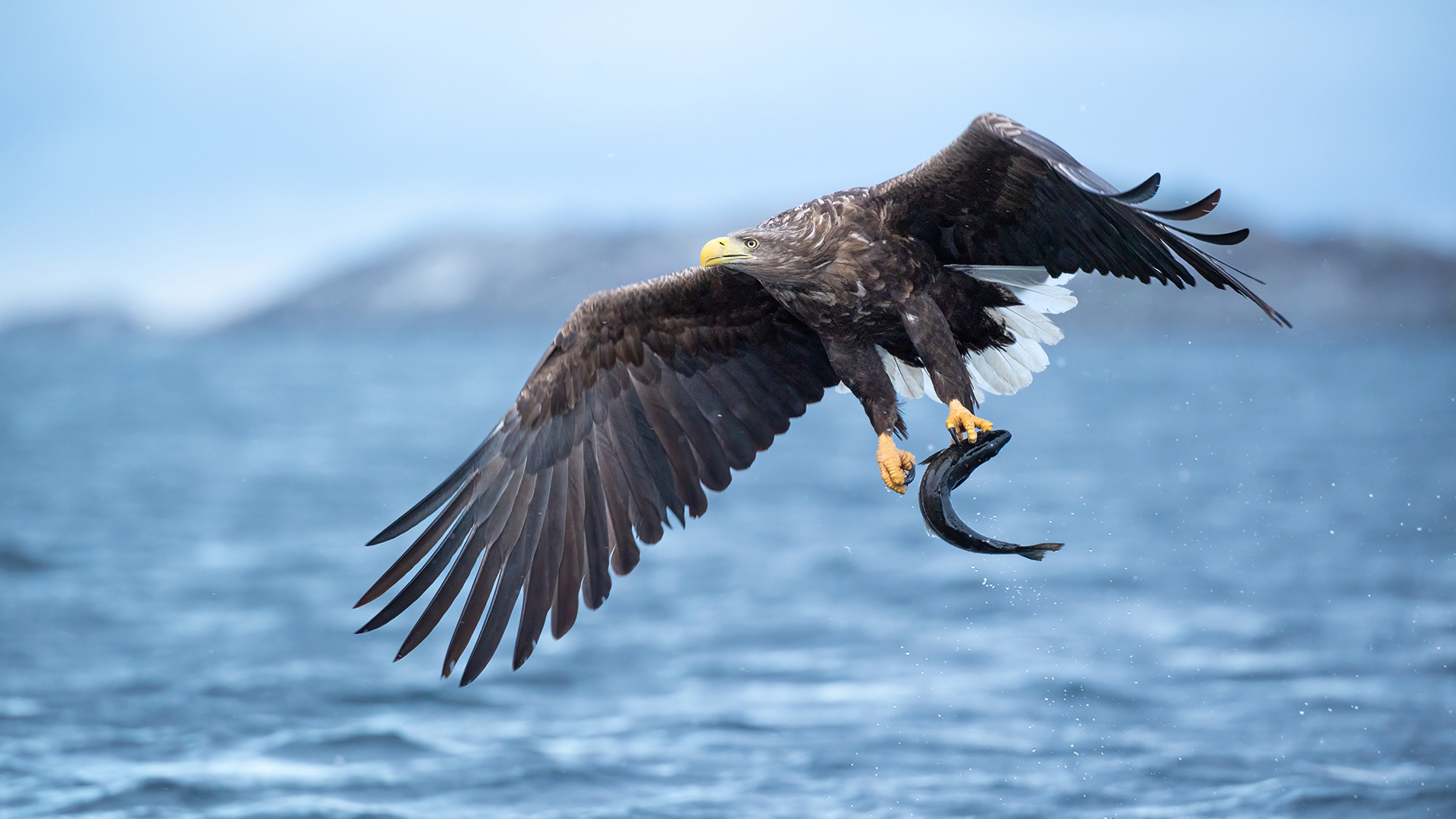 White-tailed eagle swooping low to snatch prey from fjord water