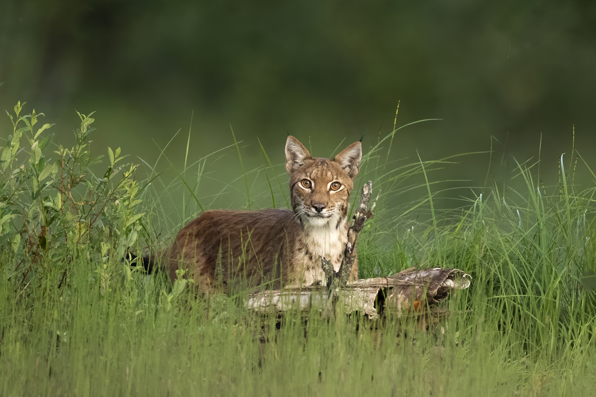 Eurasian lynx photographed in Finland. Natures Thrill wildlife travel.