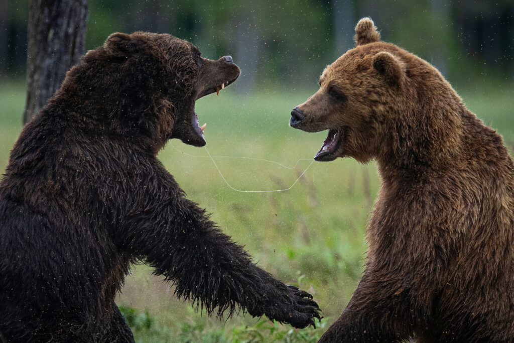 Two brown bears facing each other in a European forest clearing