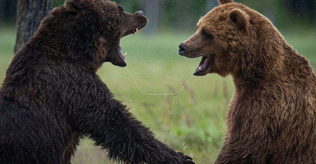 Brown Bear Photography in Finland