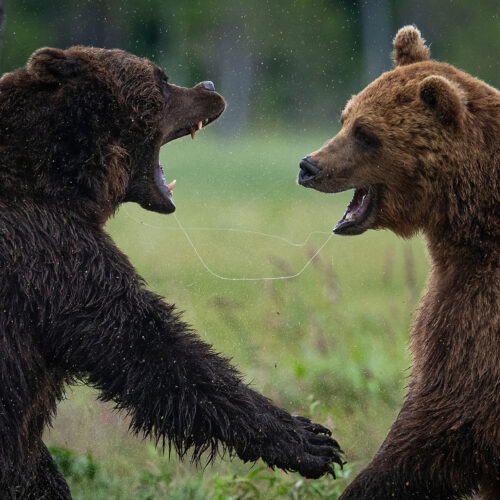 Two brown bears facing each other in a European forest clearing