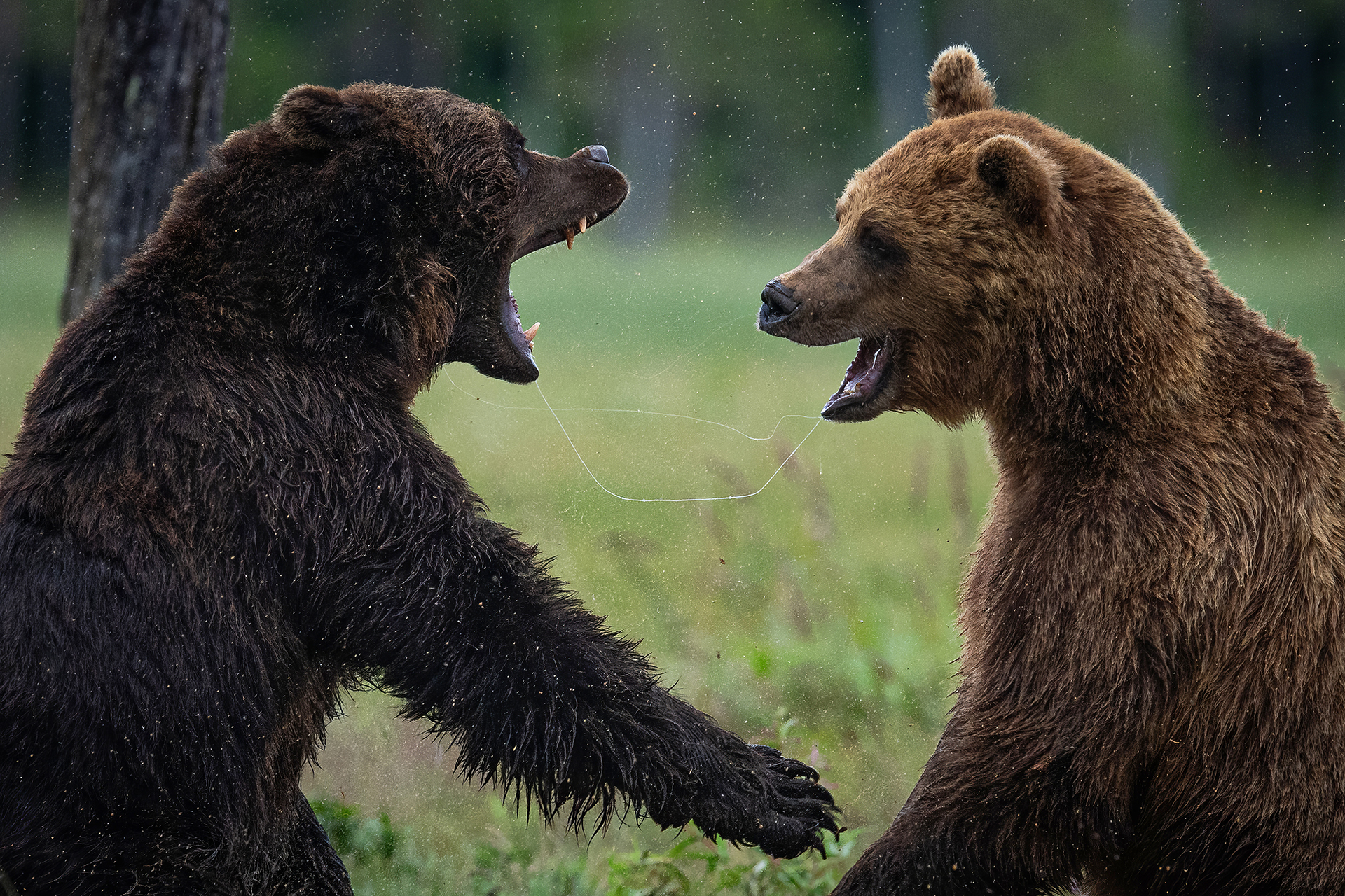 Two brown bears facing each other in a European forest clearing