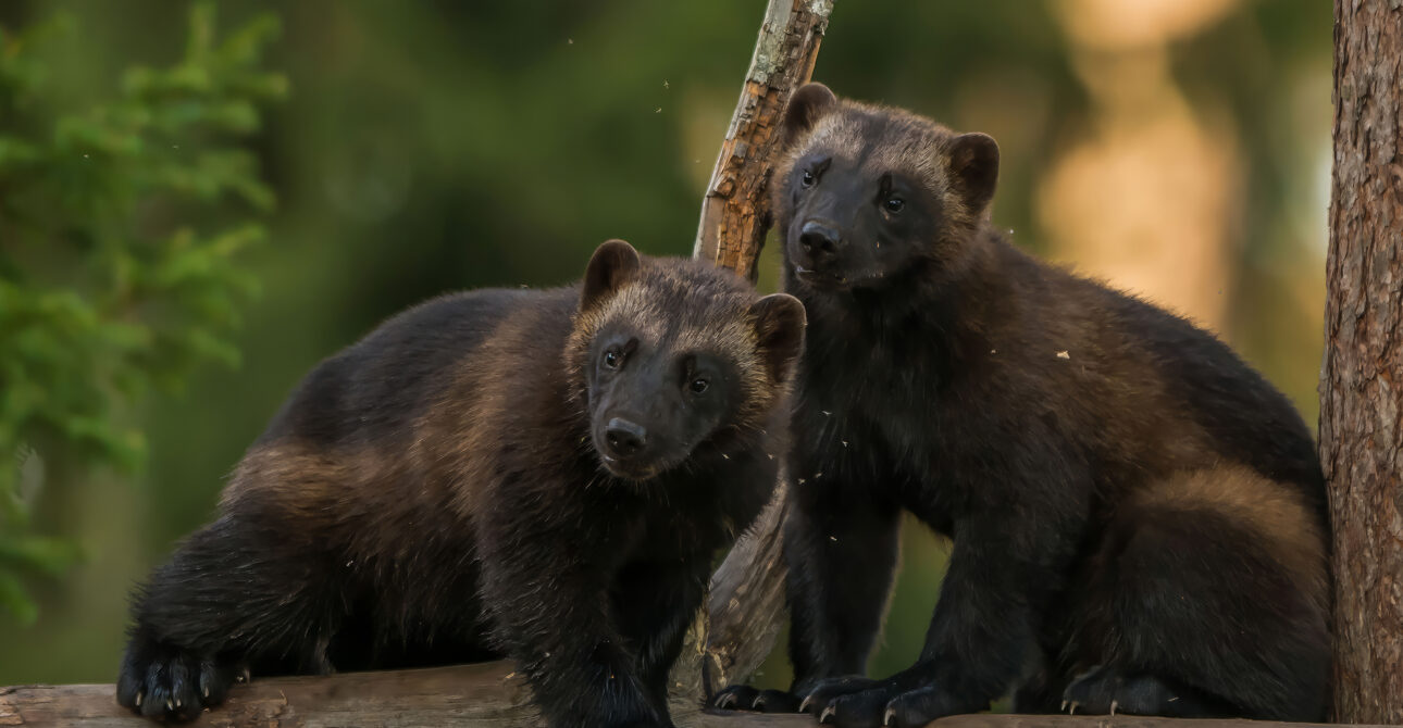 Best Place in Finland to See Wolverine