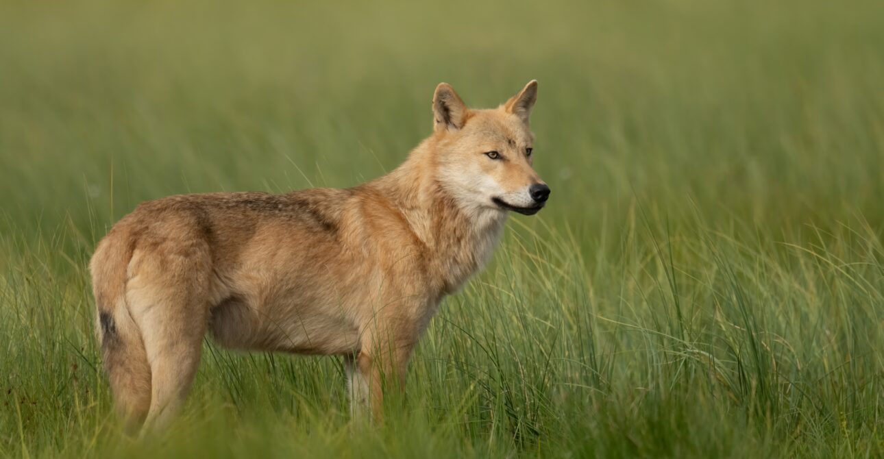 Best Lenses for Wildlife Photography in  Finland