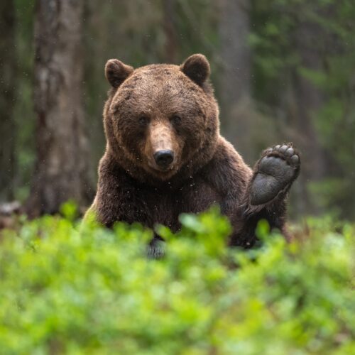 Finland’s Big Predator Experience