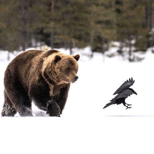Brown bear and raven in a snowy Finnish forest