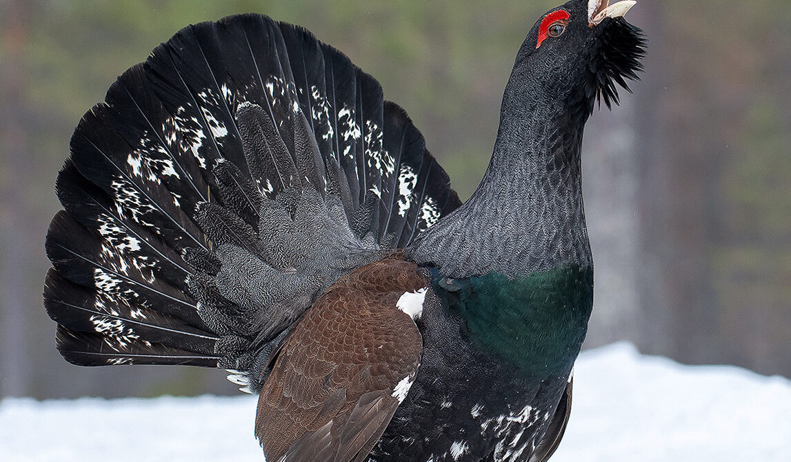 Capercaillie of Finland