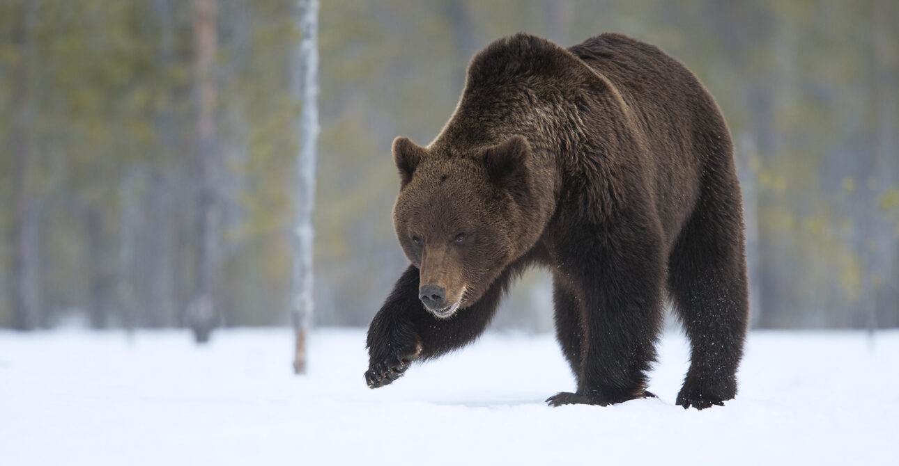 The Best Time of Year to Photograph Brown Bears on Snow in Finland