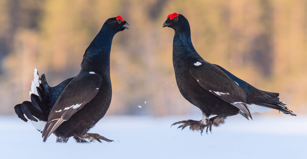 Birds of Finland: A Wildlife Guide