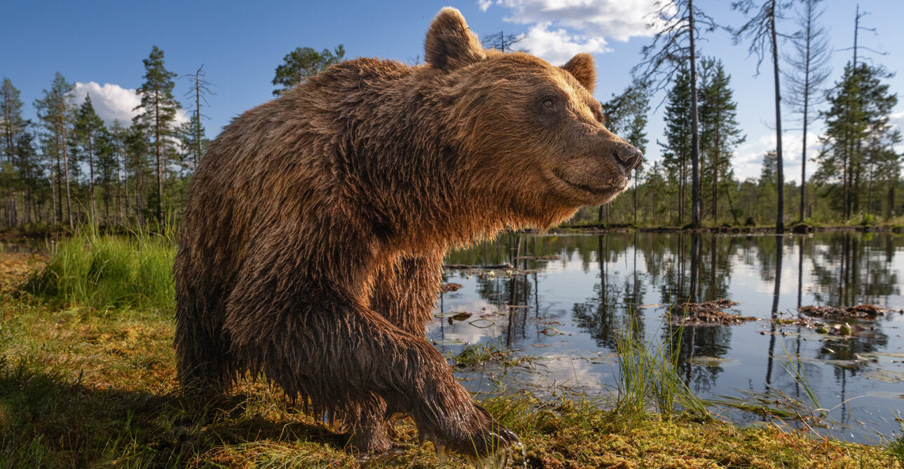 Why Are Finnish Bears Smaller Than Alaskan Bears?