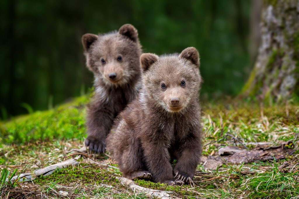 Bear cubs in Finland