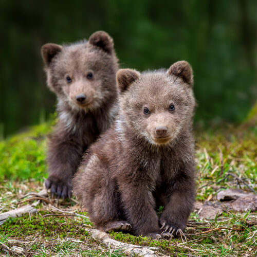 Bear cubs in Finland