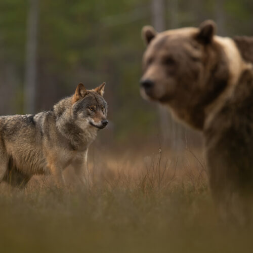 Wolf and brown bear in a Finnish forest