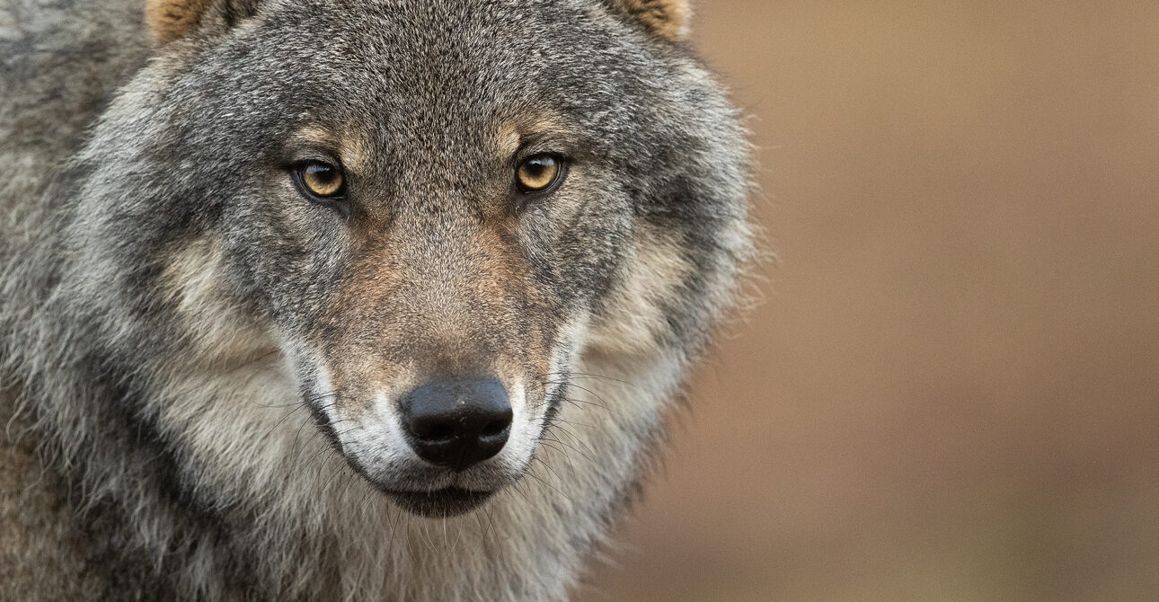Best Place in Finland to See Wolves