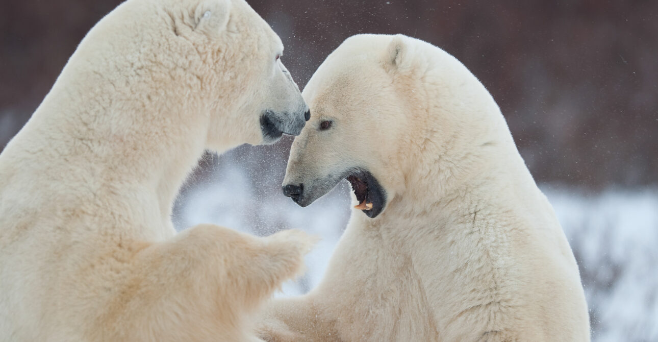 Churchill Polar Bear Tours: A Complete Guide