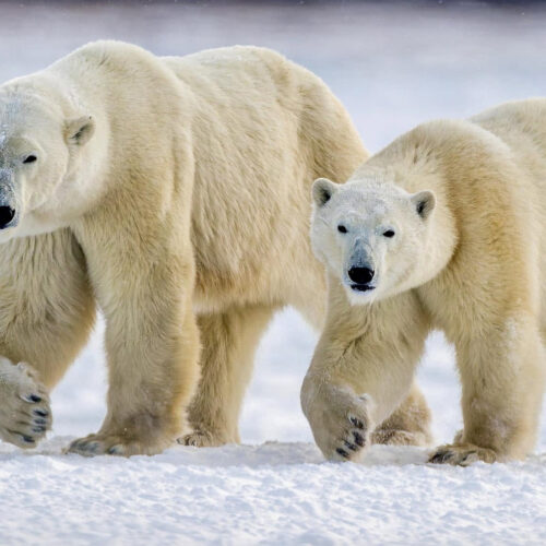 Polar bears in the wild on a Churchill polar bear photography expedition in Manitoba, Canada