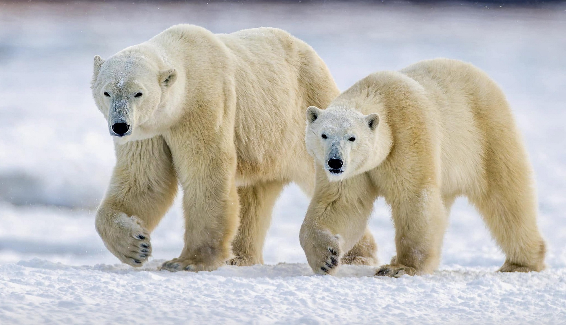 Polar bears in the wild on a Churchill polar bear photography expedition in Manitoba, Canada