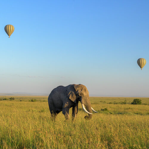 The Maasai Mara, Your Way