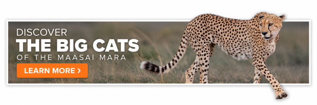 Discover the Big Cats of the Maasai Mara