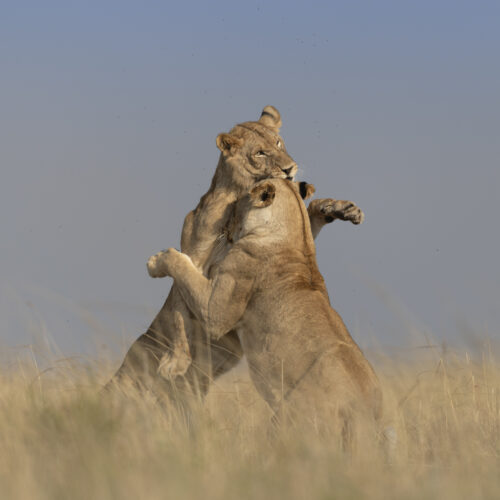Big Cats of the Maasai Mara