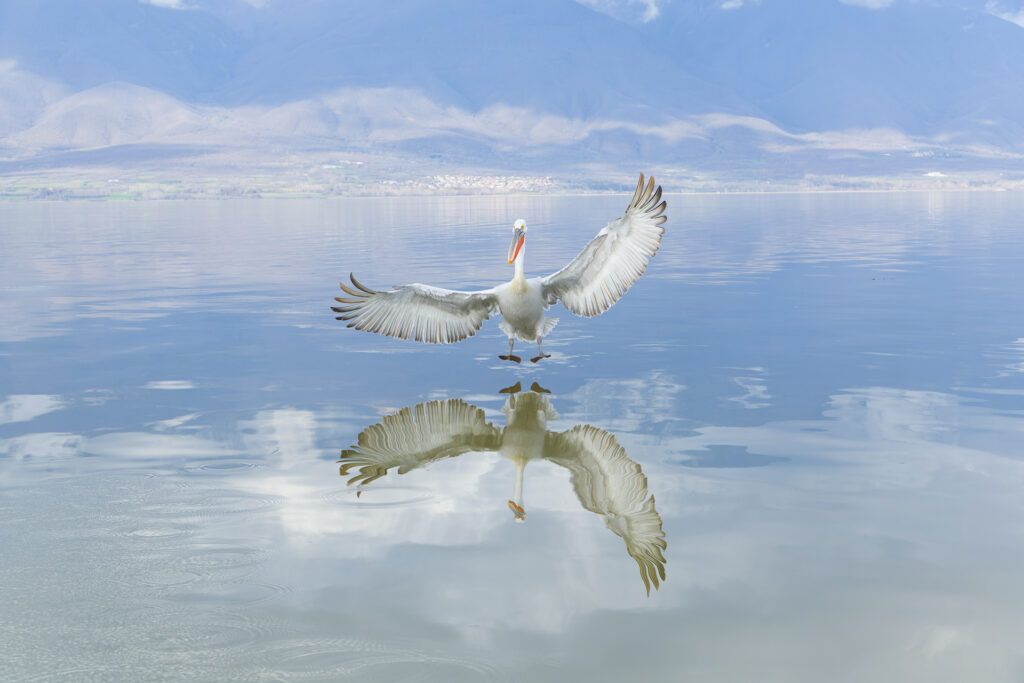 Pelican coming into land on the water at Lake Kerkina, Greece.