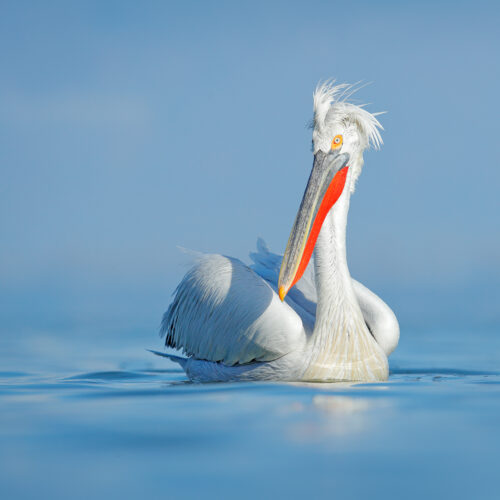 Pelican in greece