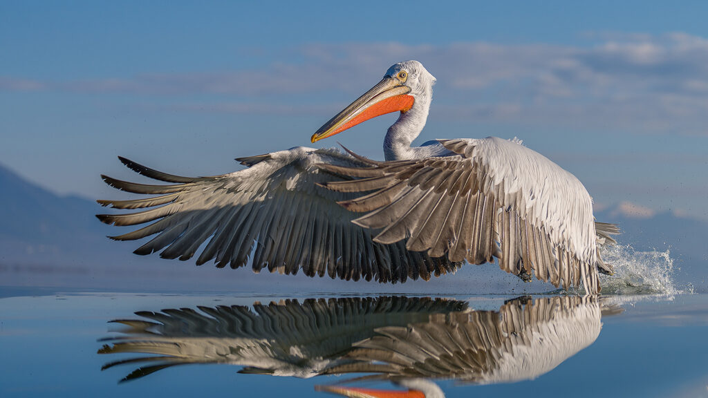 Pelicans flying across water at Lake Kerkini in Greece. Photo Expedition​ by Natures Thrill