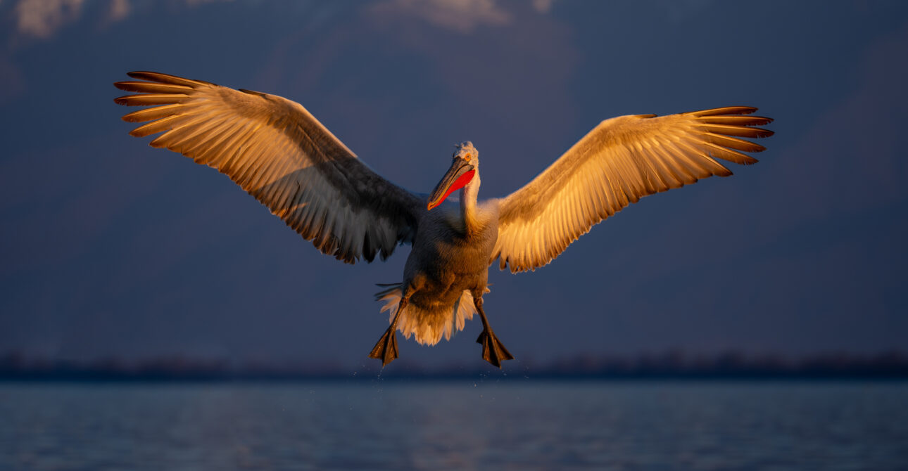 Dalmatian Pelican Photography Guide, Lake Kerkini, Greece