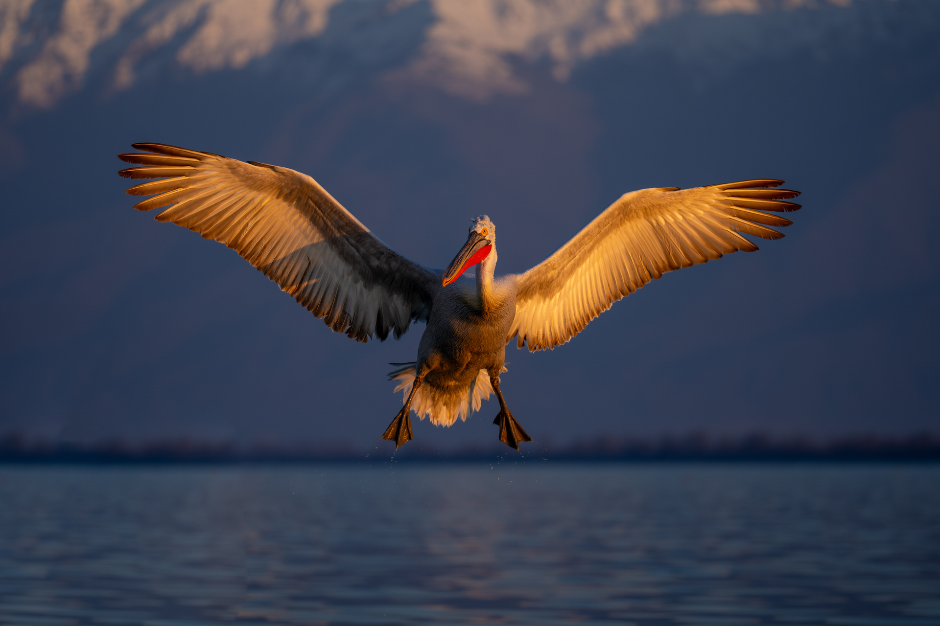 Pelican flying across the water at Lake Kerkina bathed in golden light, Greece.