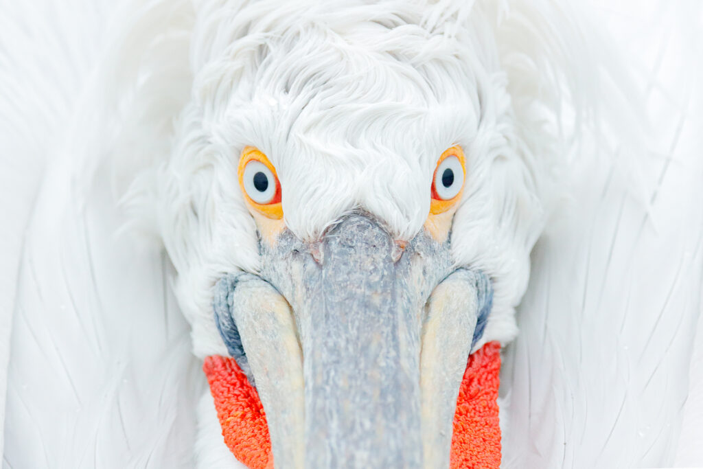 Close up photo of a Pelican photographed in Greece.