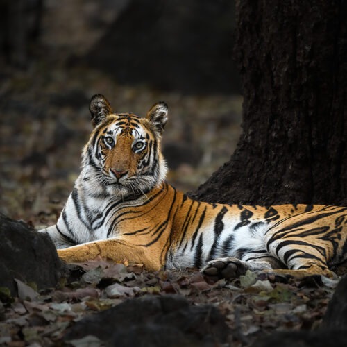 Wild Bengal tiger photographed in its natural habitat during a guided tiger photography safari in India with Natures Thrill.