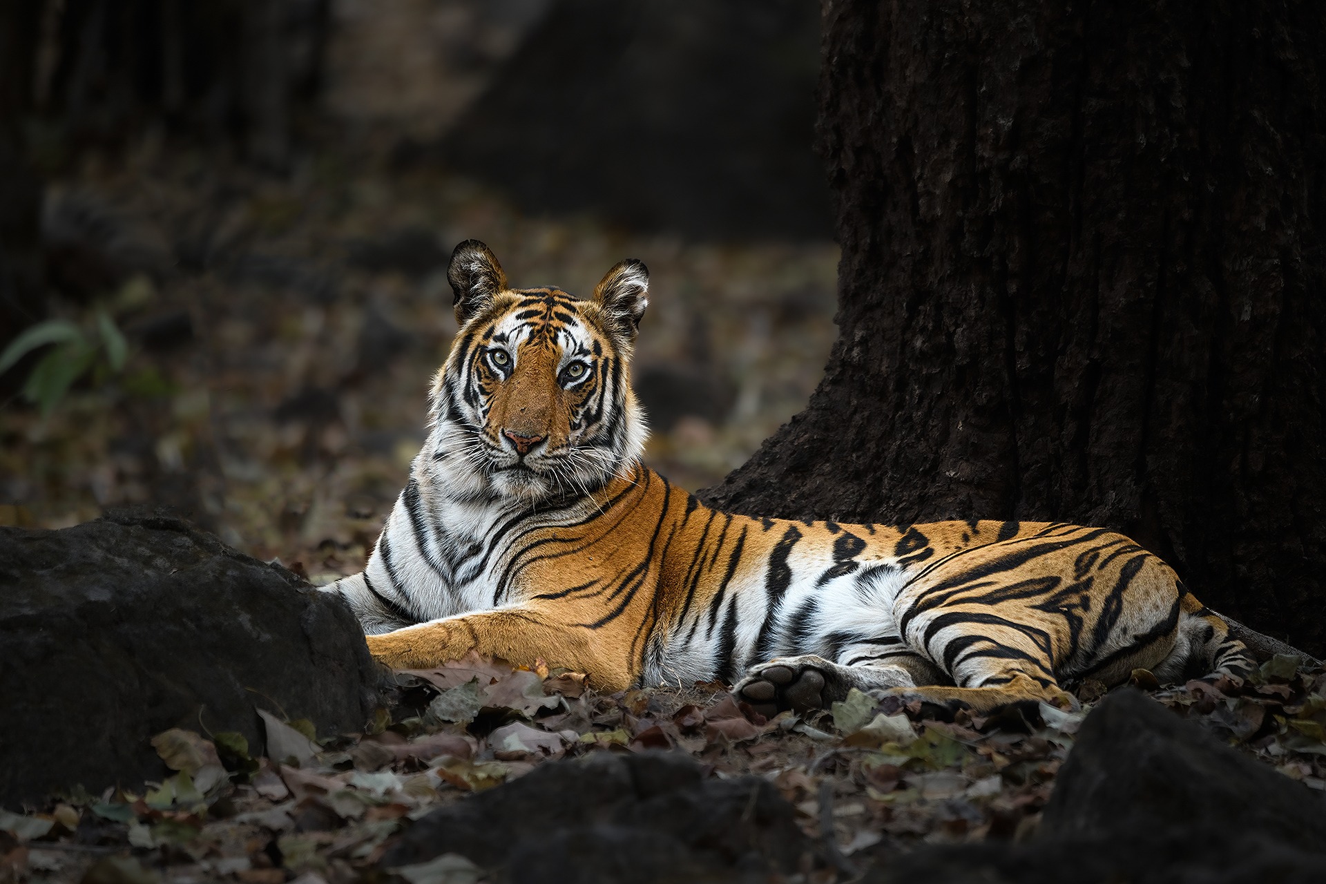 Wild Bengal tiger photographed in its natural habitat during a guided tiger photography safari in India with Natures Thrill.
