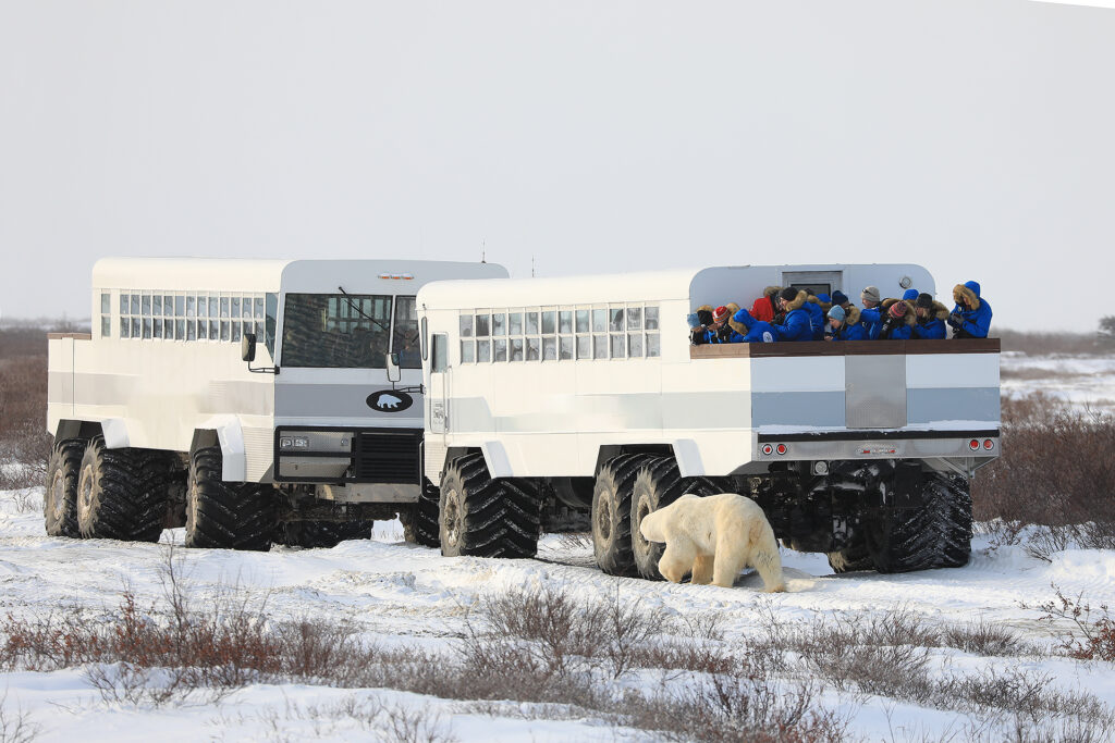 Tundra buggy parked on frozen landscape in Churchill with people watching a Polar bear walk past