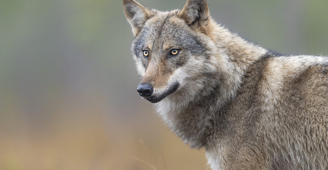 Best Time to See Wolves in Finland